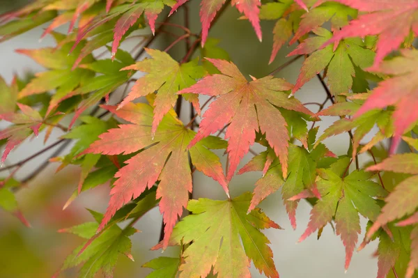 Acer leaves autumn — Stock Photo, Image