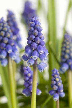 Muscari veya üzüm sümbül