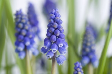 Muscari veya üzüm sümbül