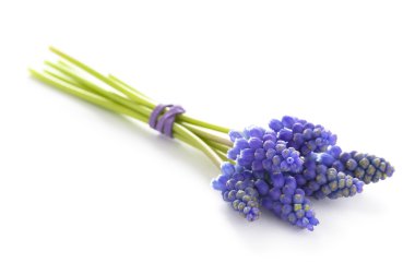 Muscari veya üzüm sümbül