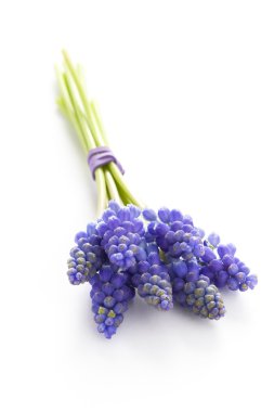 Muscari veya üzüm sümbül