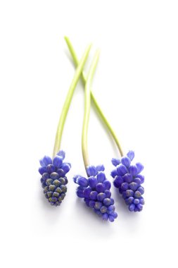 Muscari veya üzüm sümbül