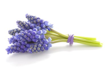 Muscari or grape hyacinth clipart
