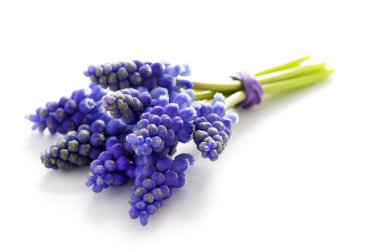 Muscari demet