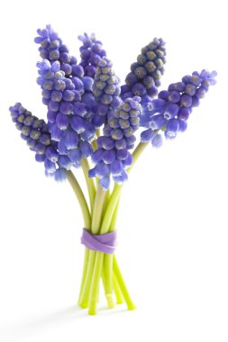 Muscari veya üzüm sümbül