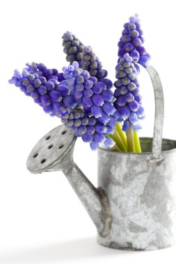 Muscari veya üzüm sümbül
