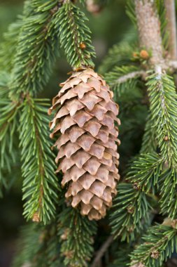 Pine cone clipart