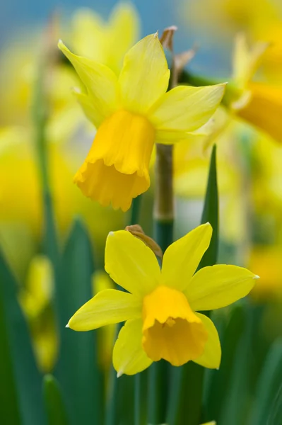 stock image Daffodils