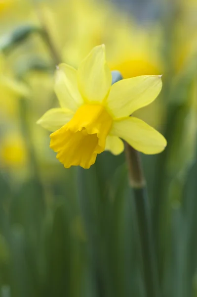 stock image Daffodils