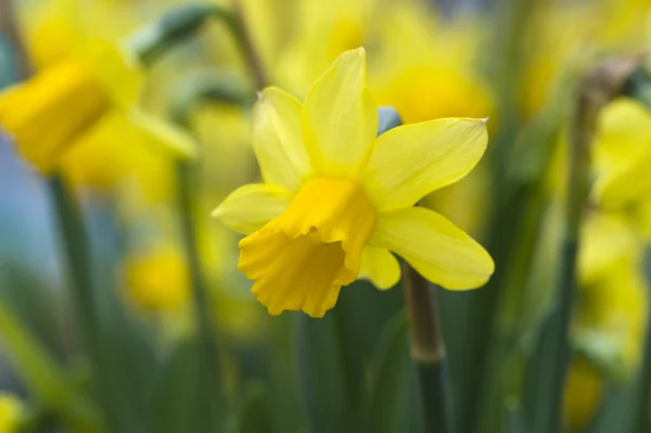 stock image Daffodils