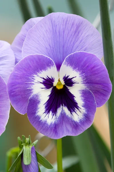 stock image Purple pansy