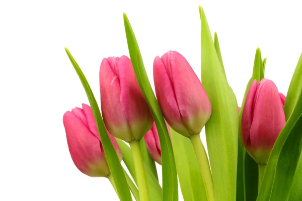 Rosa Tulpen — Stockfoto