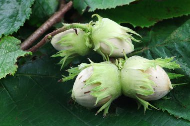 Branch with hazelnuts on some green leaves clipart