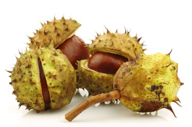 Freshly fallen chestnuts clipart