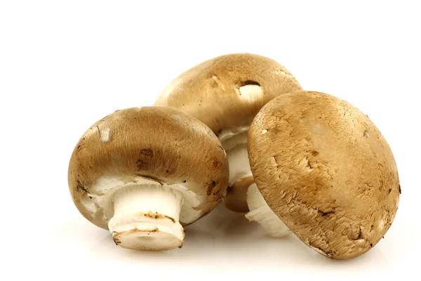 Three brown champignons — Stock Photo, Image