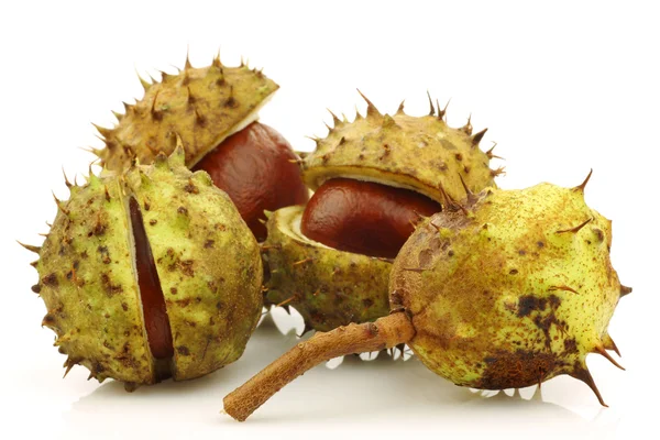 stock image Freshly fallen chestnuts