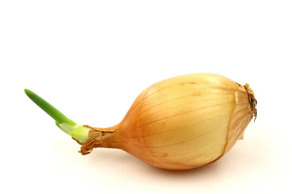 Spring onion — Stock Photo, Image