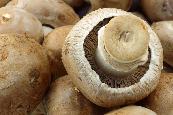 Background of a bunch of fresh champignons — Stock Photo, Image