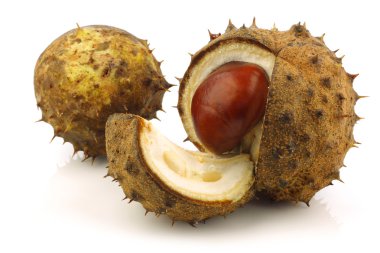 Taze düşmüş chestnuts(Aesculus hippocastanum) ve bazı kabukları