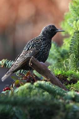 Starling (sturnus vulgaris) clipart