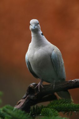 Yakalı güvercin (Streptopelia decaocto)