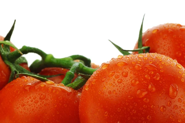 Su damlacıkları ile asma üzerinde domates — Stok fotoğraf