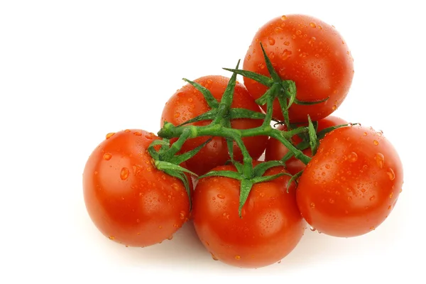 Tomaten am Weinstock mit Wassertropfen — Stockfoto