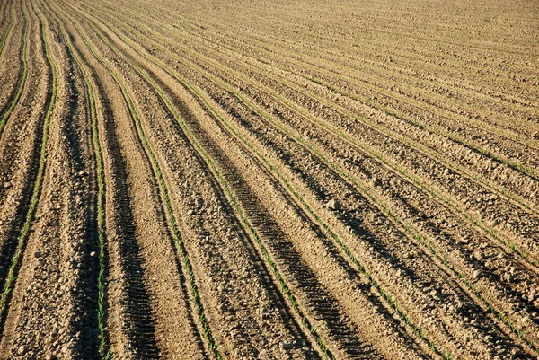 stock image Fields