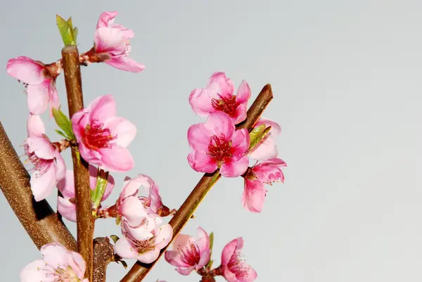 stock image Peach flower