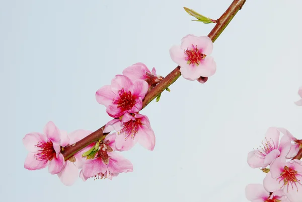 stock image Peach flower