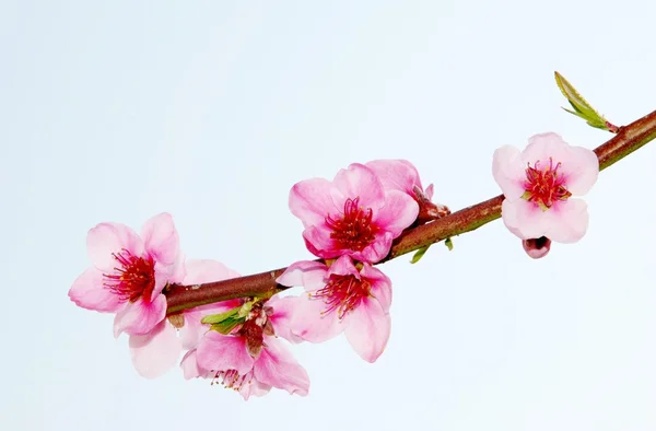 stock image Peach flower