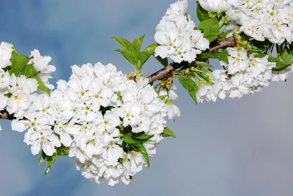 stock image Cherry blossoms