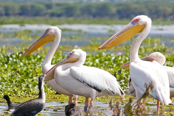 stock image Some Pelicanos in the Lake Naivasha