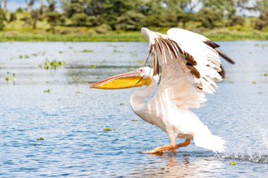 The Pelican is Flying clipart