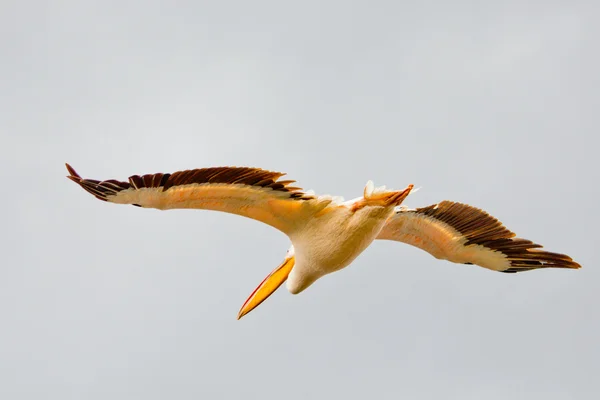 The Pelican is Flying — Stock Photo, Image