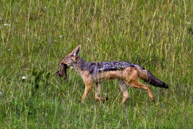 Vulpes bulunmuştun