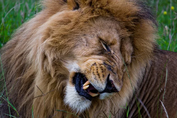 Lion in de Kenia — Stockfoto