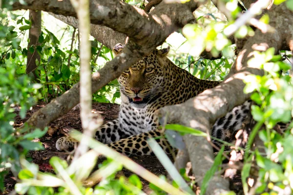 El leopardo —  Fotos de Stock