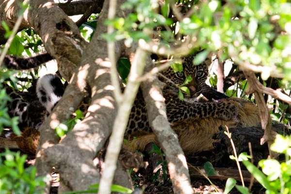 Küçük leopar — Stok fotoğraf