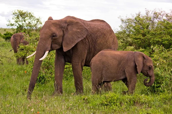 Dos elefantes en Kenia —  Fotos de Stock