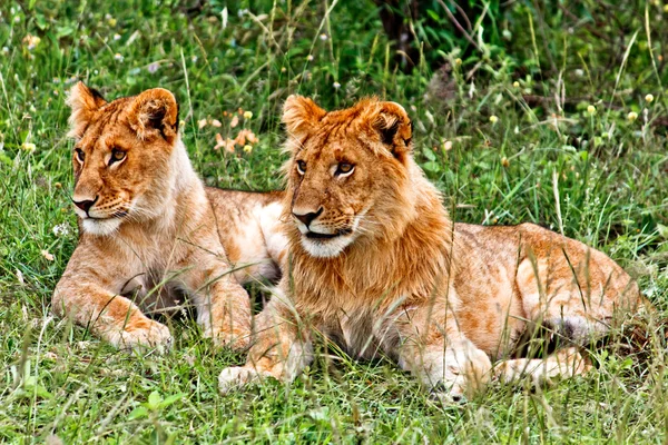 Små lejon och lejoninna — Stockfoto