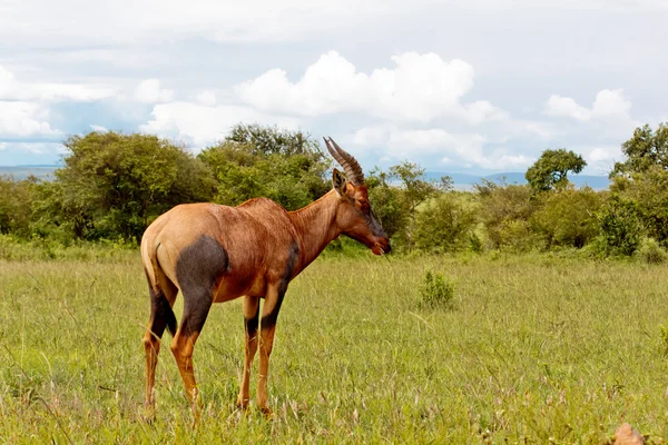 Antilopa bažina — Stock fotografie