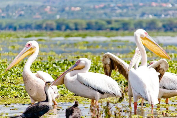 Některé pelicanos v jezero naivasha — Stock fotografie