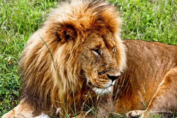 Lion au Kenya — Photo