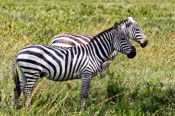 stock image Zebras