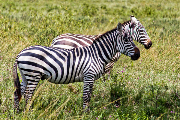 Two Zebras in the Masai Mara park