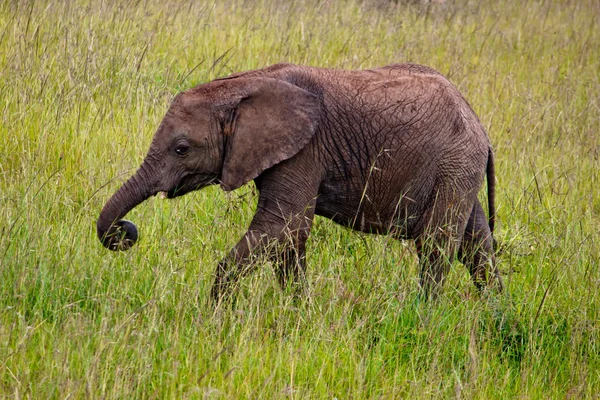 Small Elephant in Kenya — Stock Photo, Image