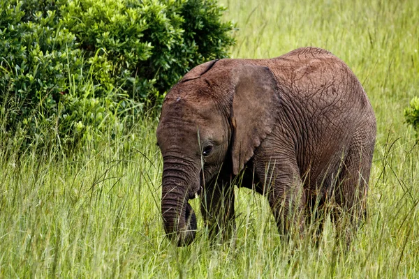 Elefante pequeño en Kenia —  Fotos de Stock