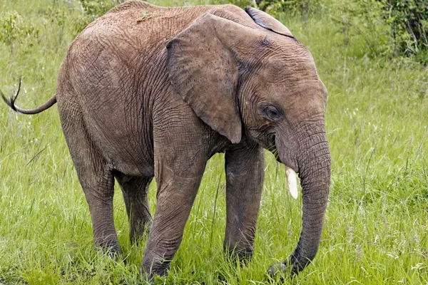 The Elephant in Kenya — Stock Photo, Image