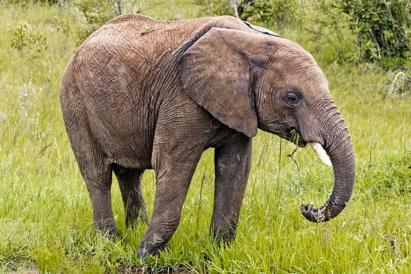 The Elephant in Kenya — Stock Photo, Image